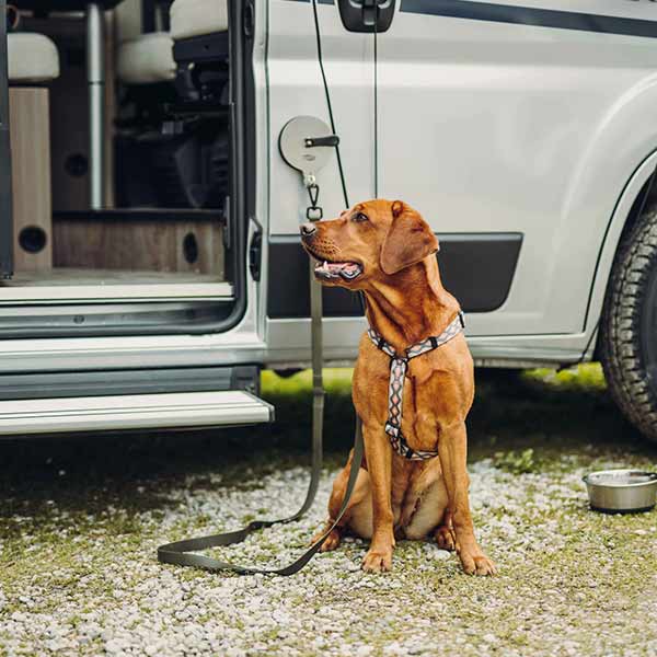 Carado Zubehör für den Hund - Saughalter | Caravan-Park Barnim